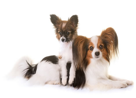 蝴蝶犬 有两个品种：竖耳蝴蝶犬和垂耳蝴蝶犬