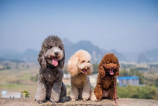 贵宾犬毛色都有哪些？介绍贵宾犬常见的6种颜色，和罕见的4种颜色