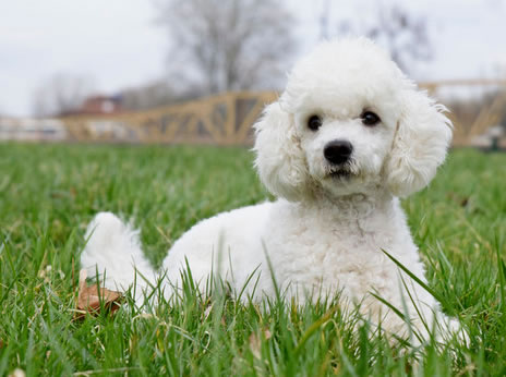 白色贵宾犬饲养人数是比较少的4个原因