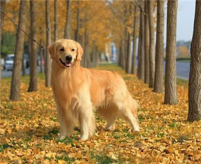 金毛犬怎么训练？十个最好的金毛犬训练方法