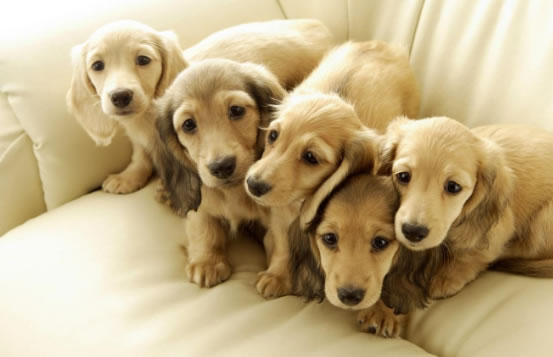 怎么挑选一只健康的金毛犬幼犬？