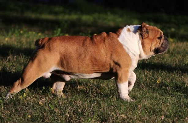 英国斗牛犬吃什么长肉，长得又粗又壮？