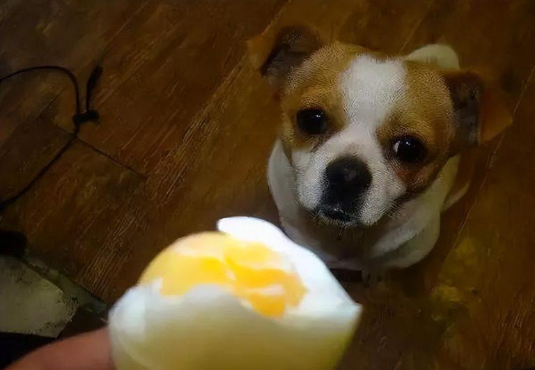 狗狗喜欢吃蛋黄，主人可以天天给它吃吗？