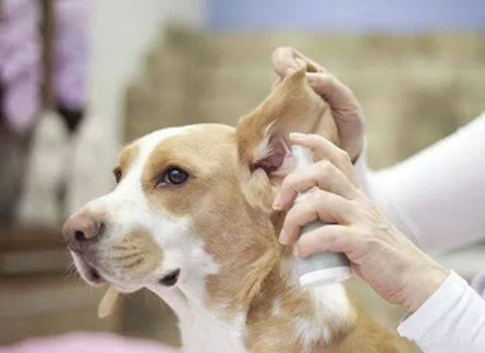 狗狗多久清理一次耳朵？应该多久给狗狗清理一次耳朵呢？