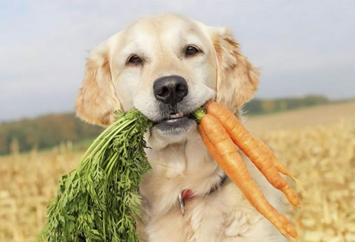 狗狗健康长寿的“食谱”，这几种食物可以吃