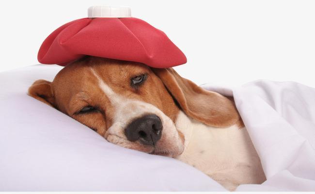 狗狗发烧不一定是生病，但一定要关注狗狗的体温