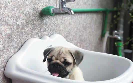 巴哥犬多久洗一次澡？巴哥犬怕洗澡怎么办？
