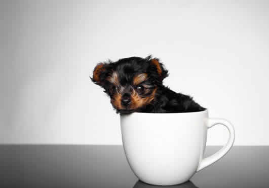 茶杯犬到底是一种怎样的狗狗？茶杯犬是如何饲养的？