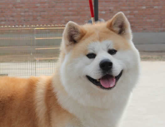 秋田犬有几个品种？一般多少钱？