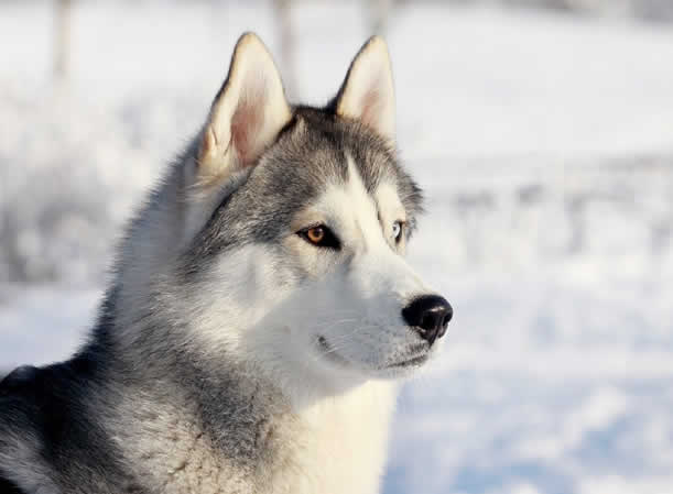 阿拉斯加雪橇犬每天要喂几顿？