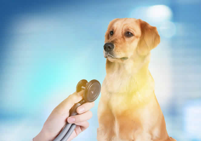 宠物医院检查项目之便检：什么是便检，为什么狗需要做便检？