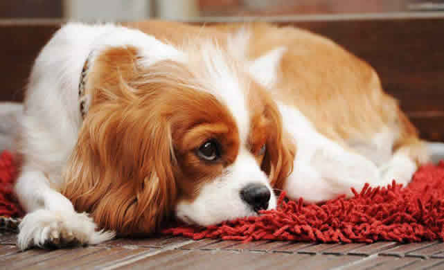 知道狗狗便血有这5种原因，学会冷静分析，才能对症治疗！