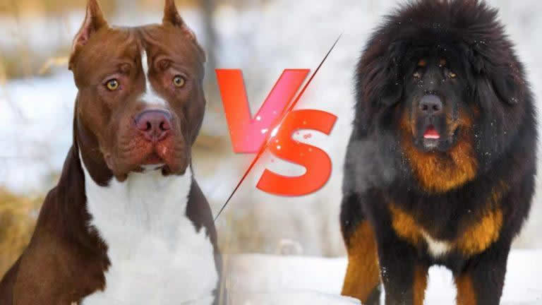 藏獒vs比特犬，谁才是真正的狗中之王？