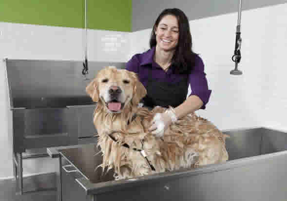 狗狗剪毛洗澡为什么那么贵？看看给狗狗洗澡有多复杂，你就知道了！