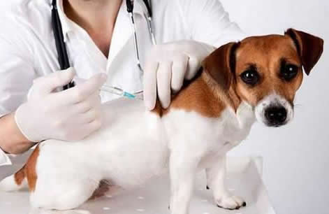 狗狗需要打什么疫苗？大概总共要花多少钱？