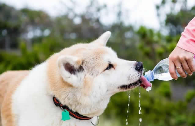狗狗每天要喝多少水？狗狗体重不同，喝水量也就不一样