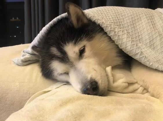狗狗晚上睡觉怕冷吗？哪些狗狗晚上睡觉需要盖被子呢？