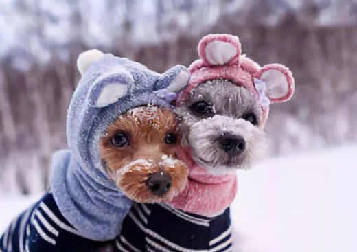 狗狗该如何过冬呢？狗狗会怕冷吗？