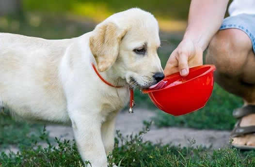 狗狗一天需要的饮水量是多少？怎么判断狗狗缺水了没？