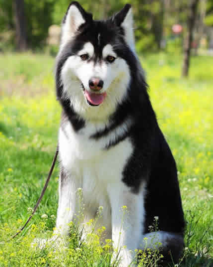 阿拉斯加雪橇犬的特征：养阿拉斯加犬前，必须了解的四个时期