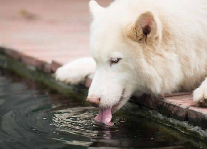 狗狗喝水是用舔的方式吗？狗狗的舌头都有哪些特点？