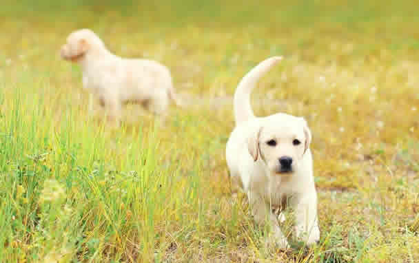 教你如何饲养拉布拉多幼犬，拉布拉多幼犬怎么喂养呢？