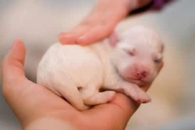 刚出生的小狗，多少天开始驱虫和打疫苗？为什么呢？