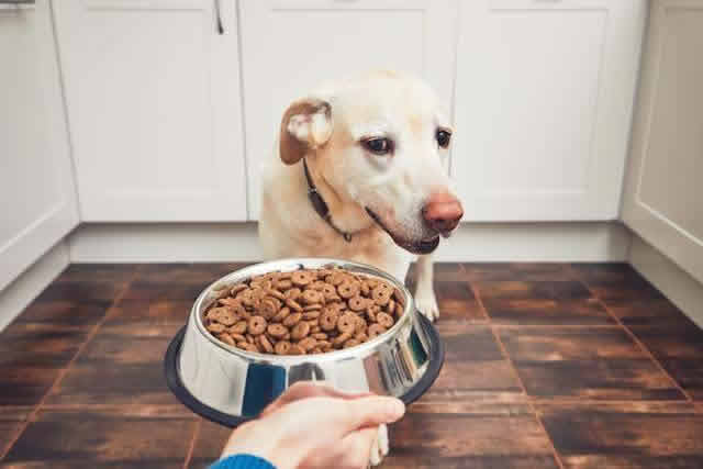 狗狗不吃饭怎么办？狗狗不吃饭是为什么？