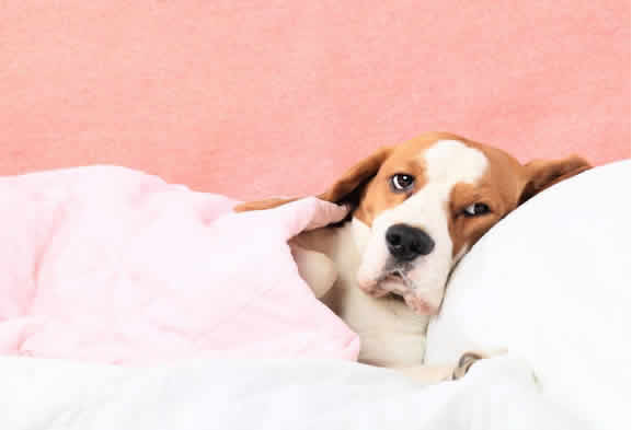 狗狗出现中毒的症状有哪些？这4种情况会出现，不重视会导致昏迷！
