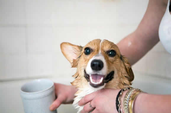 夏天狗狗多久洗一次澡？夏天狗狗需要频繁的洗澡吗？