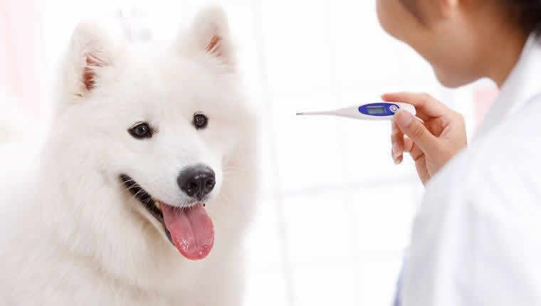 幼犬体温多少是正常？如何为狗狗准确测量体温？