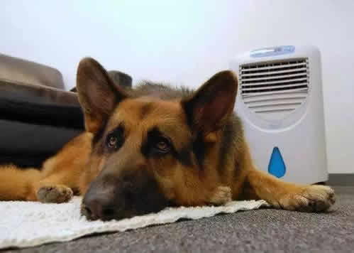 狗狗长时间待在空调房，会得空调病，这点你知道吗？