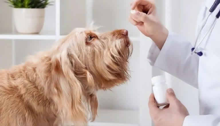 狗狗患上肠胃炎时会出现哪些病症？狗狗肠胃炎怎么照顾？