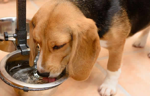 狗狗一顿饭要吃多少才够饱？狗狗怎么合理喂食？