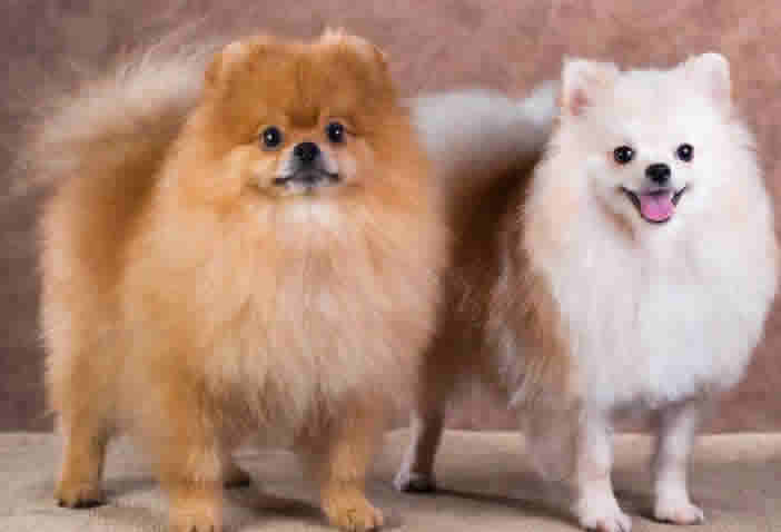 原来博美犬有两种！你知道它们有什么区别吗？你更爱哪一个呢？