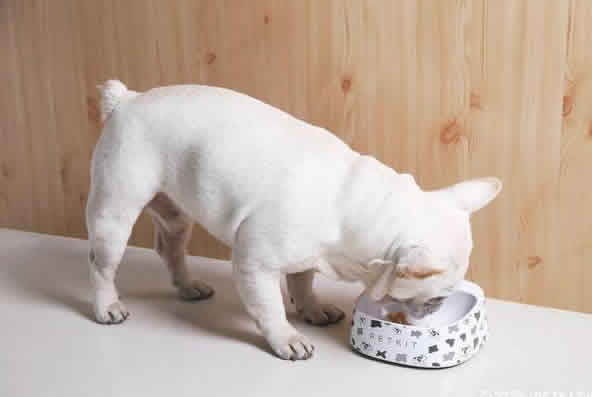 狗喂食多少才算正常？狗的喂食量标准是多少？