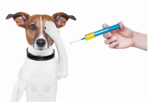 给狗狗打四联疫苗需要多少钱？一针50块钱，3针一共是150块钱
