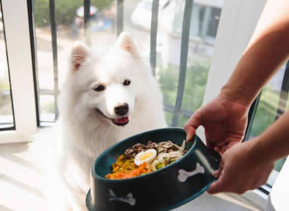 狗狗吃什么才能更健康？这几种食物千万别错过了！