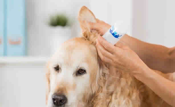 你会帮狗狗清洁耳朵吗？帮狗狗洗耳朵需要注意的五件事情