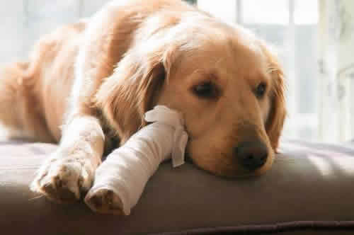 分享狗狗快速处理伤口及快速止血的方法措施