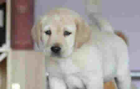 三个月的拉布拉多幼犬的饲养方法介绍（如何照顾拉布拉多幼犬？）