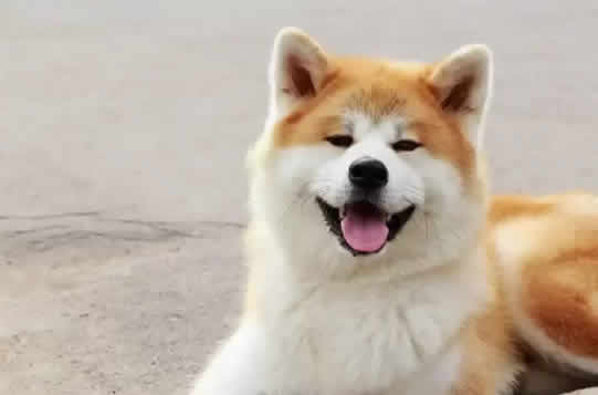 秋田犬，被誉为日本国宝，现实中也很少见到有人饲养