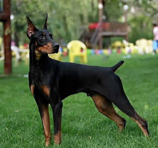 怎么样鉴定杜宾犬是不是纯种的？杜宾犬有哪些性格特点？