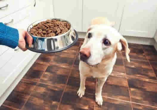 家里狗狗怎么吃都不饱？该如何延长它的饱食感？