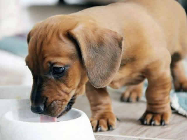 狗狗喝水少易患肾脏疾病！如何判断狗狗是否喝够水？