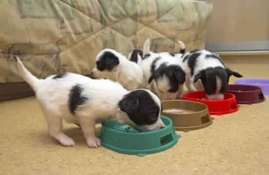 狗狗从1个月到1岁，各个时间点该怎么喂食？小狗喂食技巧