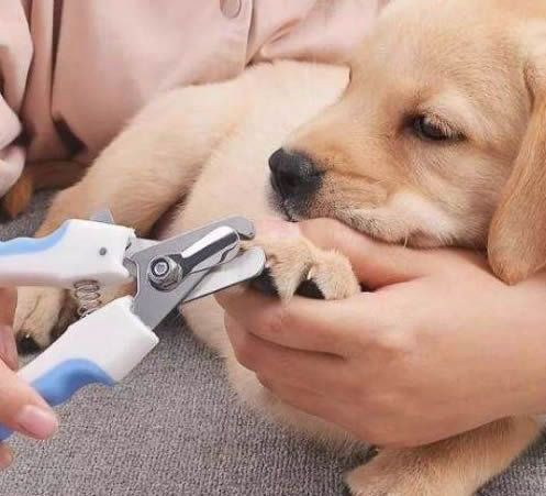 狗狗要定期修剪指甲吗？如何给狗狗修剪指甲？