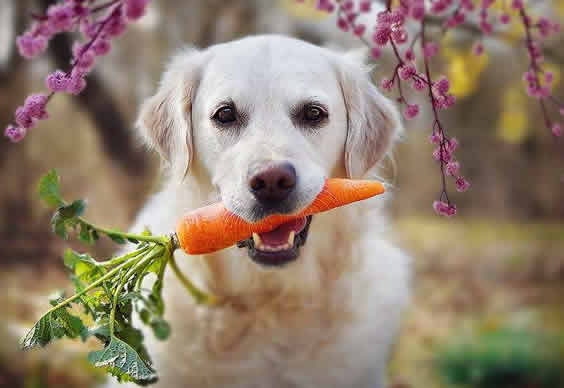 狗狗可以吃胡萝卜吗？可以吃，但是别过量喂食，容易中毒