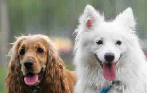 家里养第二只狗狗，要注意哪些事情？如何正确引荐狗狗们交新伙伴？