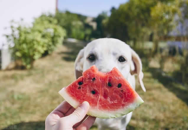 狗狗可以吃水果吗？狗狗可以吃哪些水果？